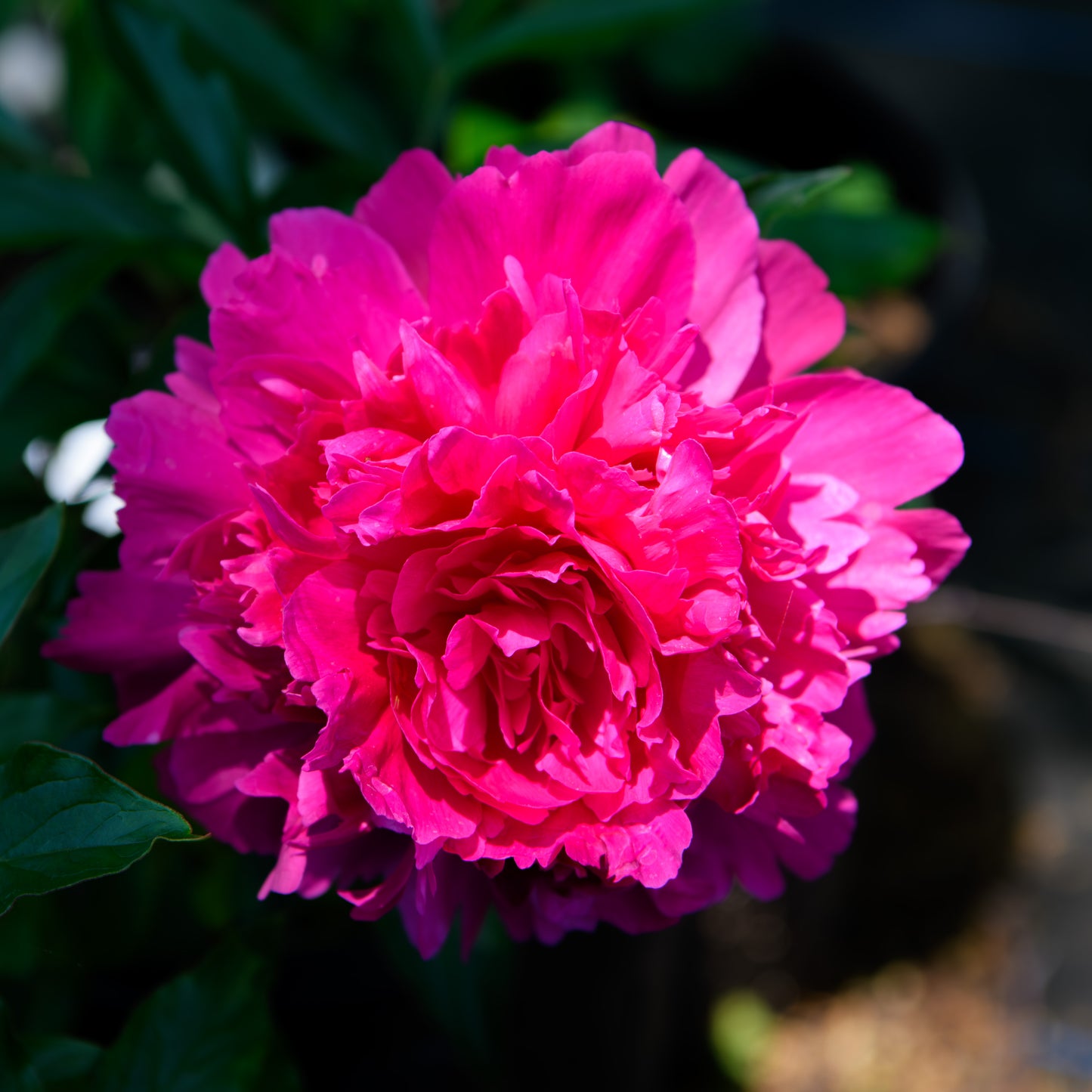 Paeonia lactiflora 'Felix Supreme' (Peony)