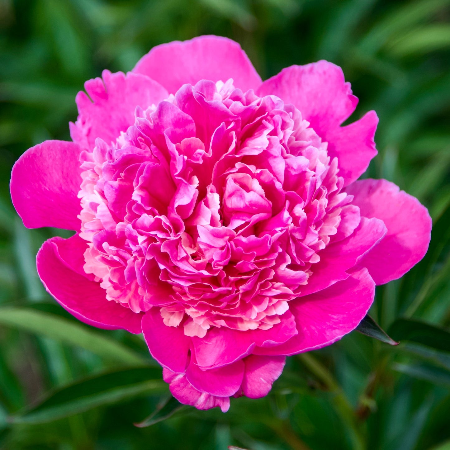 Paeonia lactiflora 'General MacMahon' (Peony)