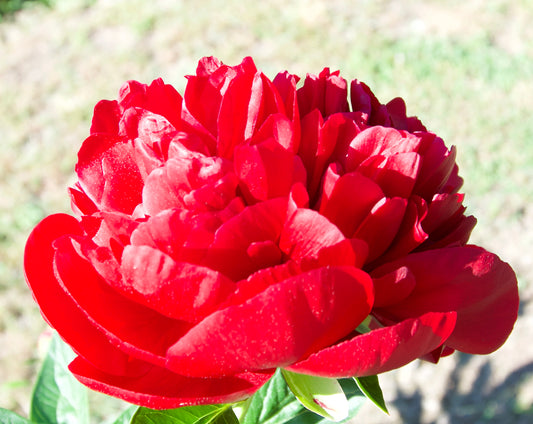 Paeonia lactiflora 'Henry Bockstoce'