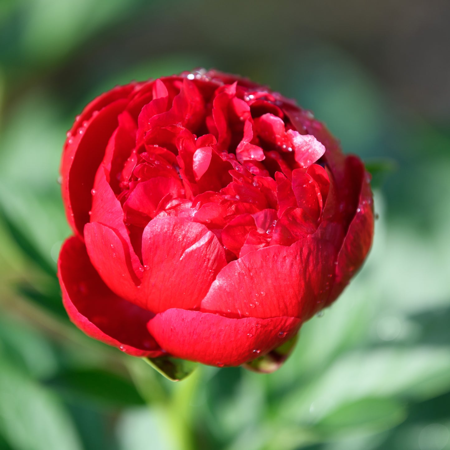 Paeonia (Herbaceous Hybrid) 'Henry Bockstoce'