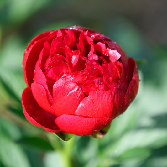 Paeonia (Herbaceous Hybrid) 'Henry Bockstoce' (Peony)