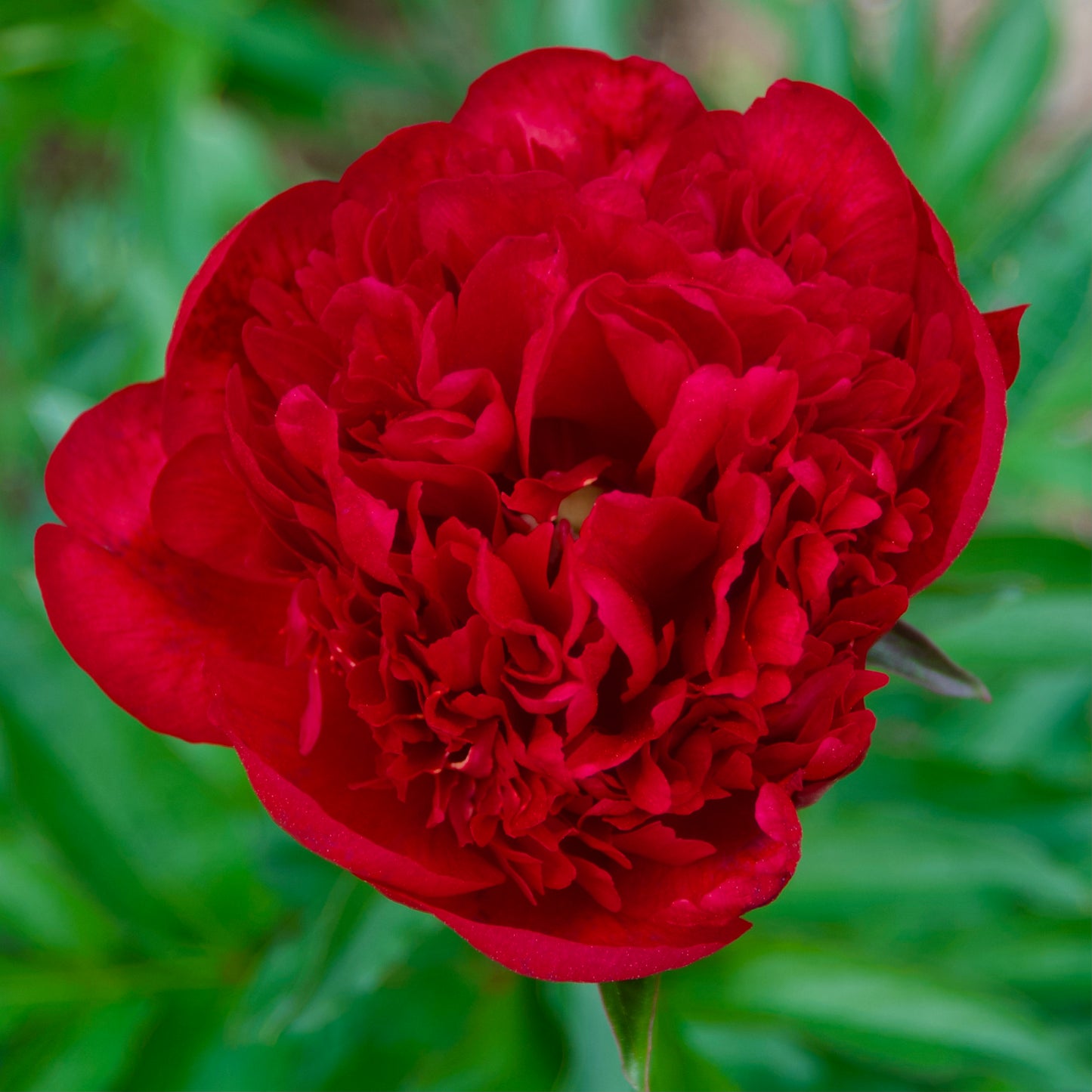 Paeonia lactiflora 'Mackinac Grand'