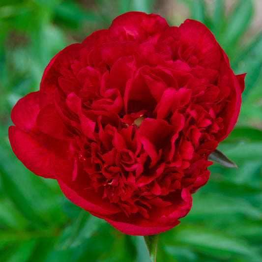 Paeonia lactiflora  'Mackinac Grand'