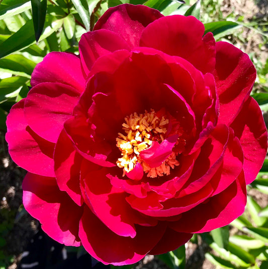 Paeonia lactiflora 'Peter Brand'