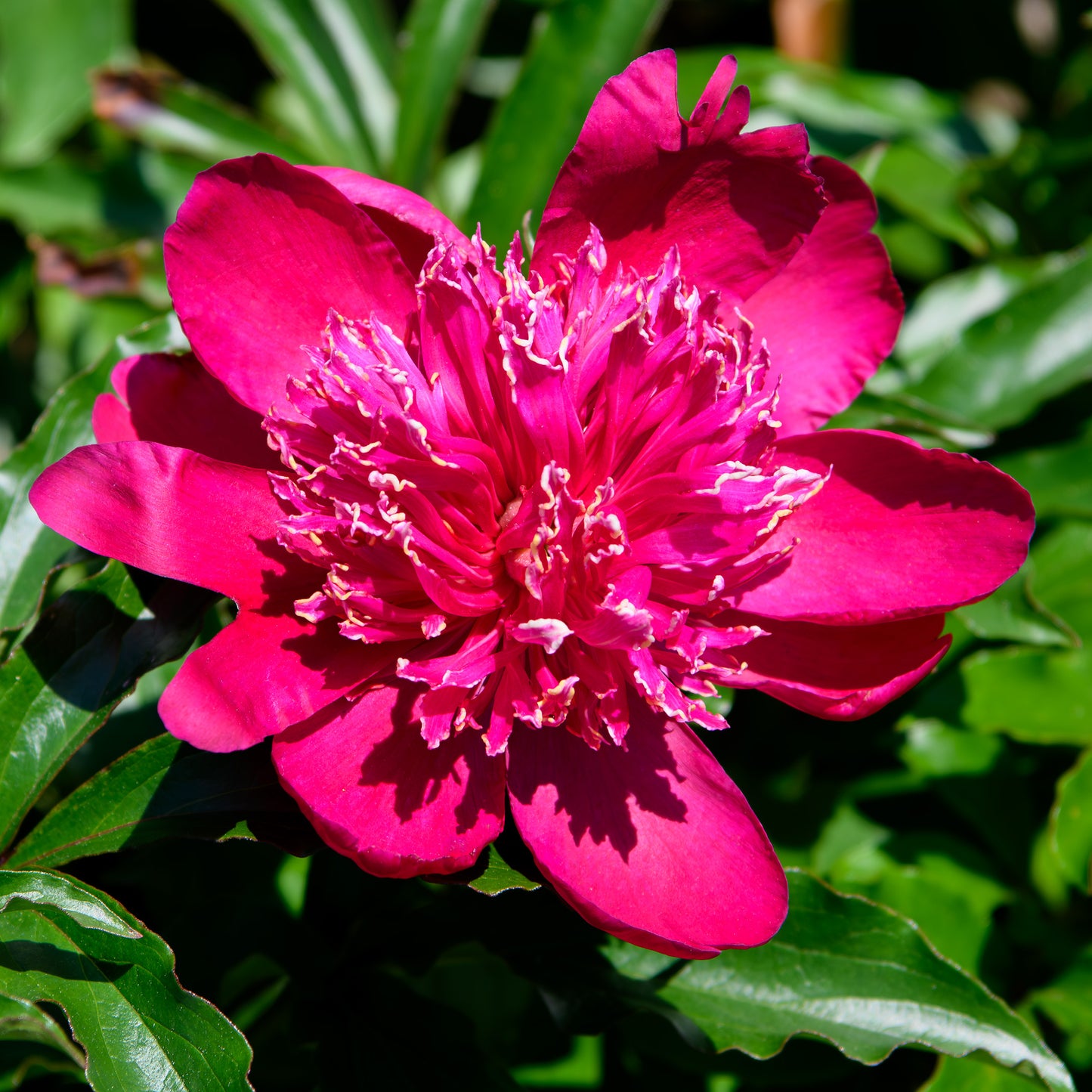 Paeonia lactiflora 'Red Anemone' (Peony)