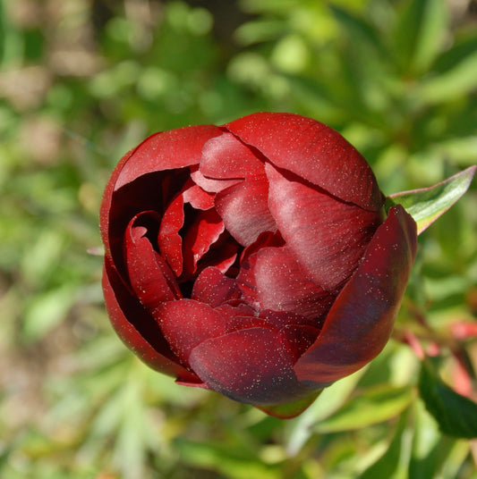 Paeonia lactiflora 'Red Charm'