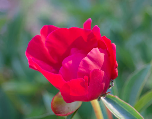 Paeonia lactiflora 'Shawnee Chief'