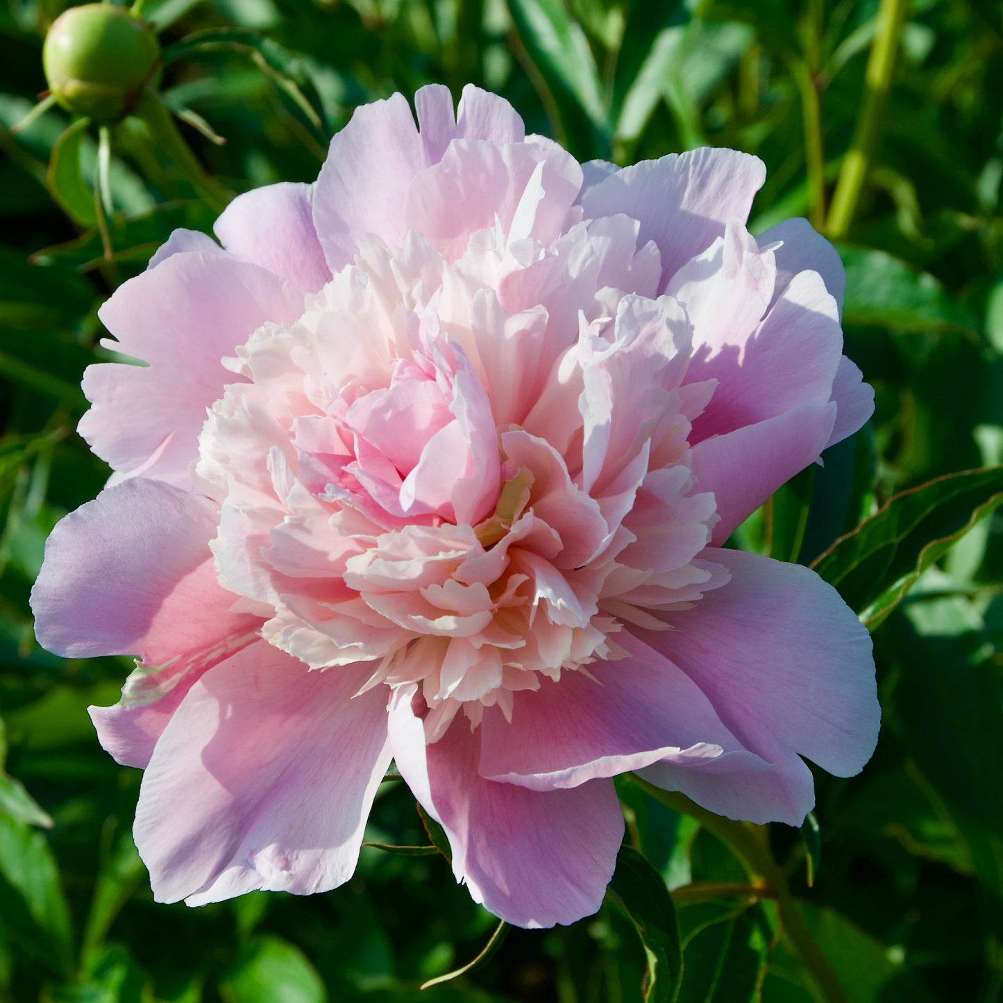 Paeonia lactiflora 'Chestine Gowdy'