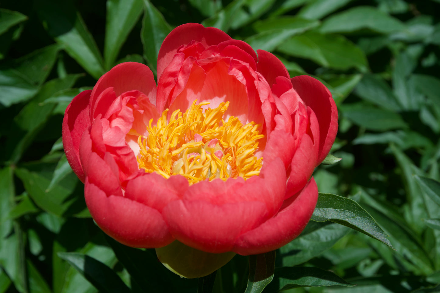 Paeonia lactiflora  'Coral Sunset'