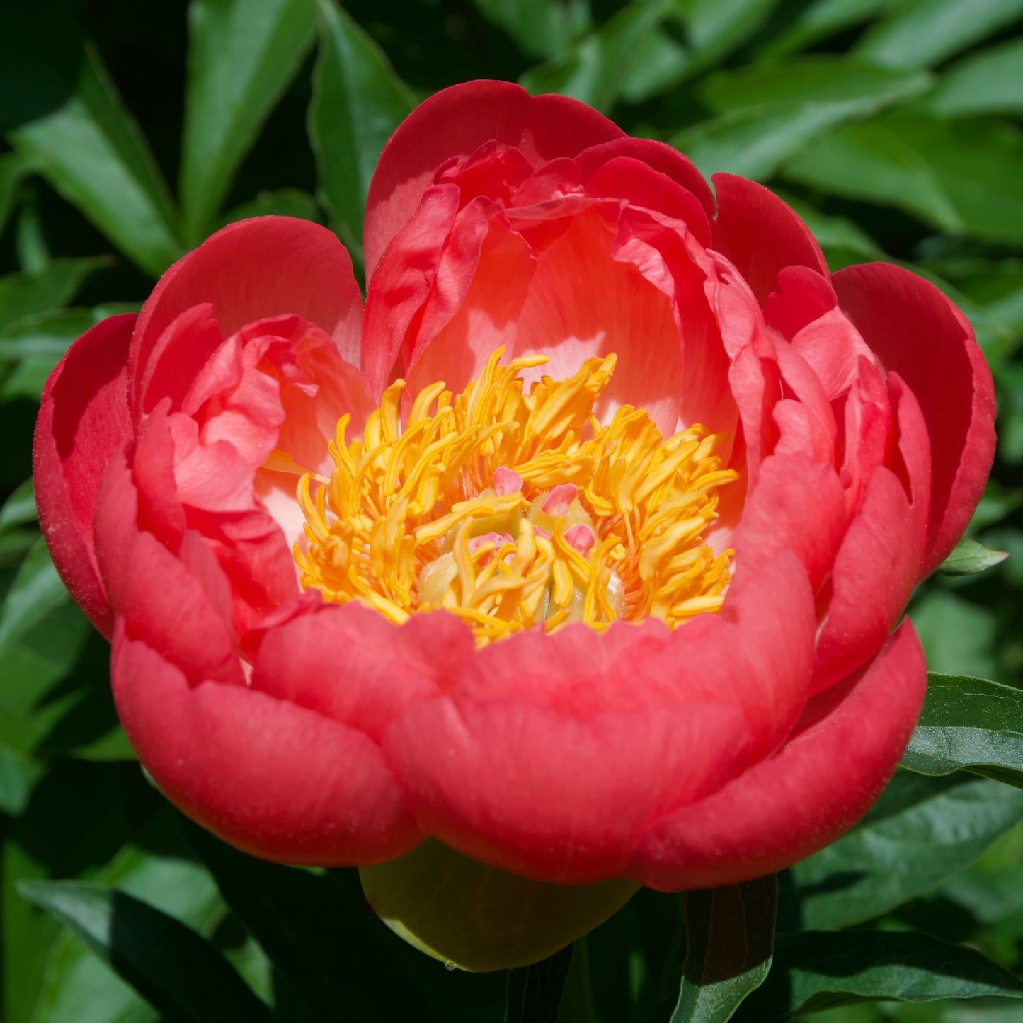 Paeonia lactiflora 'Coral Sunset'