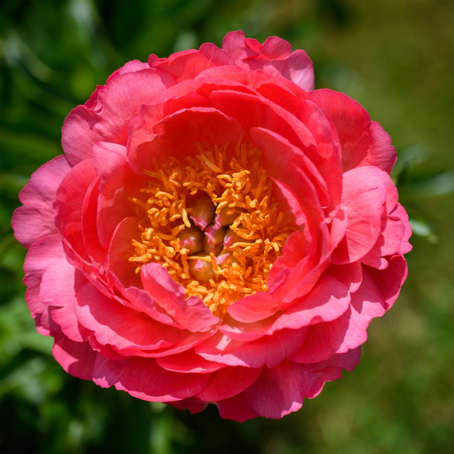 Paeonia 'Coral Sunset' (Herbaceous Hybrid Peony)
