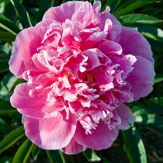 Paeonia lactiflora 'Dr. Alexander Fleming'