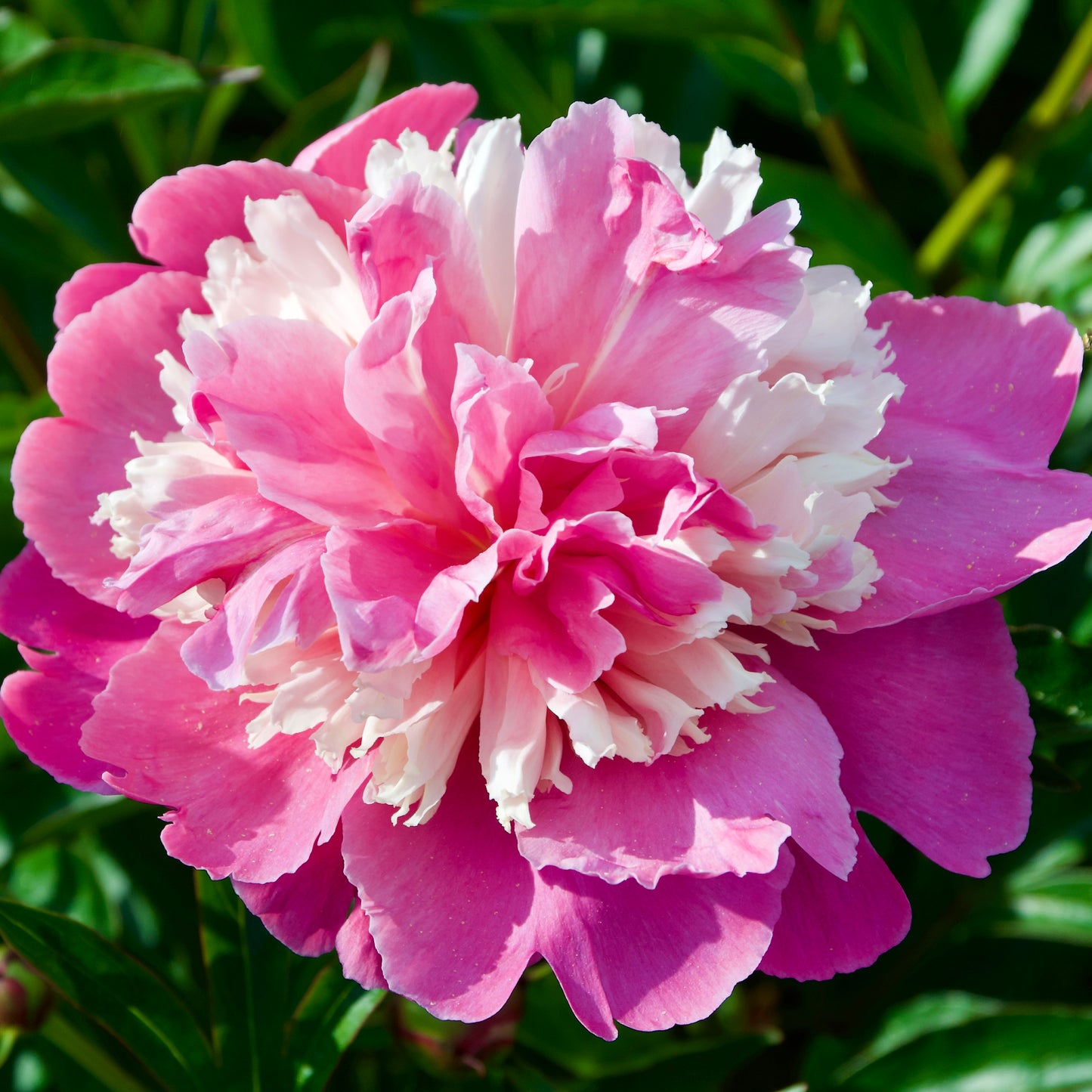Paeonia lactiflora 'Edulis Superba'