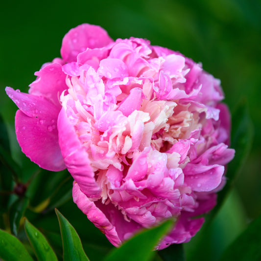 Paeonia lactiflora 'Edulis Superba' (Peony)