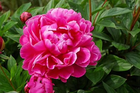Paeonia lactiflora 'Jadwiga’ (Peony)