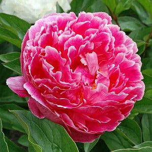 Close-up of a pink peony flower with green leaves in the background