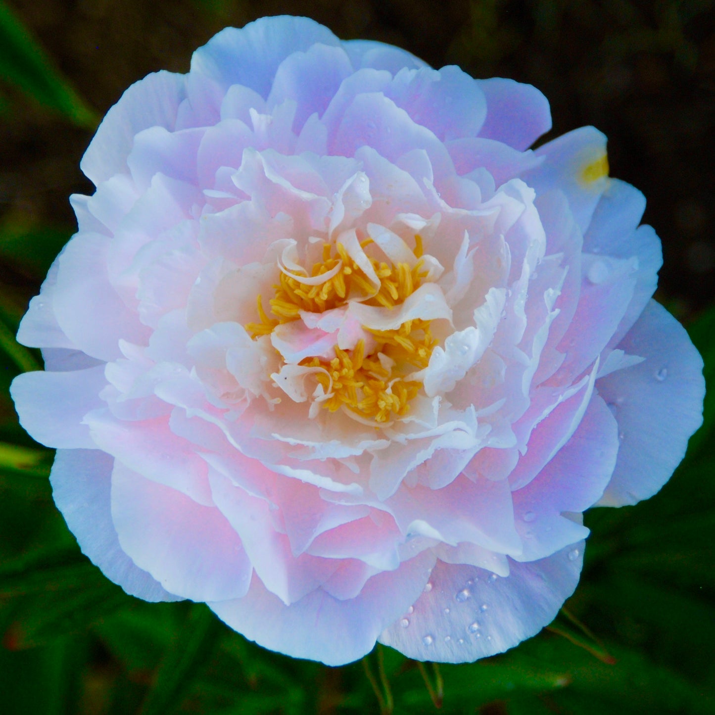 Paeonia lactiflora 'Love's Touch'