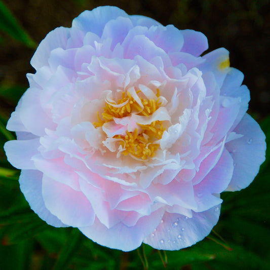 Paeonia lactiflora  'Love's Touch'