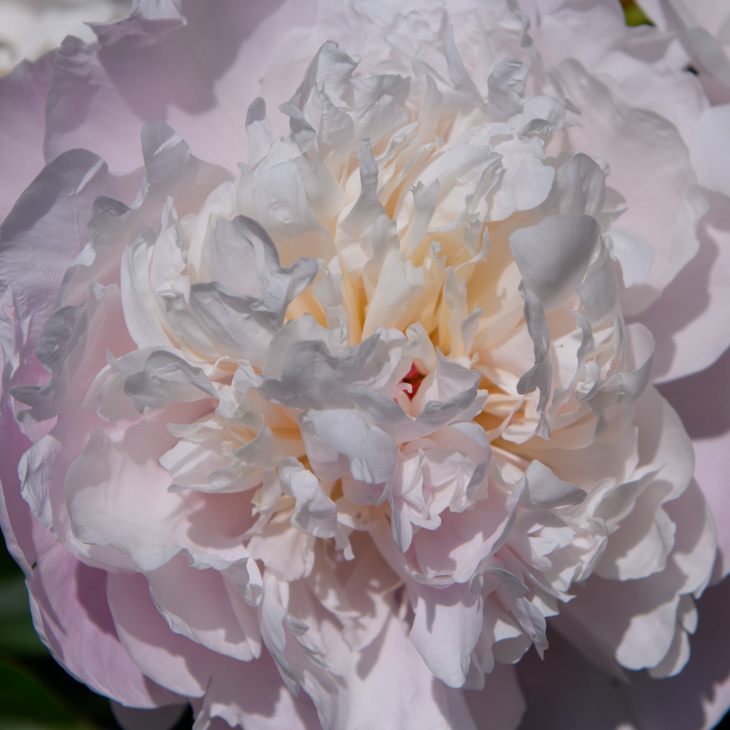 Paeonia lactiflora 'Madame Calot' (Peony)