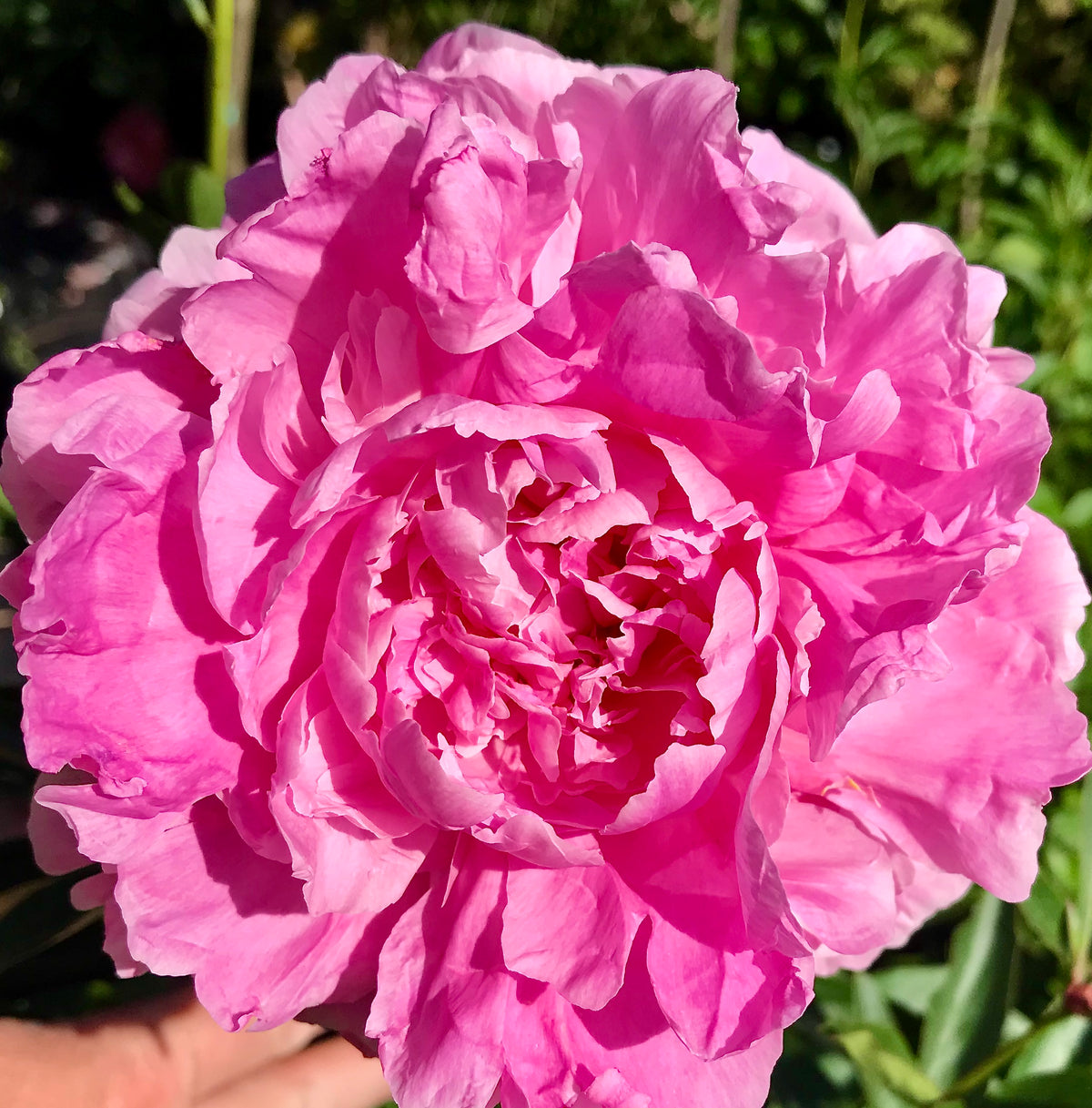 Paeonia lactiflora 'Margaret Clark'
