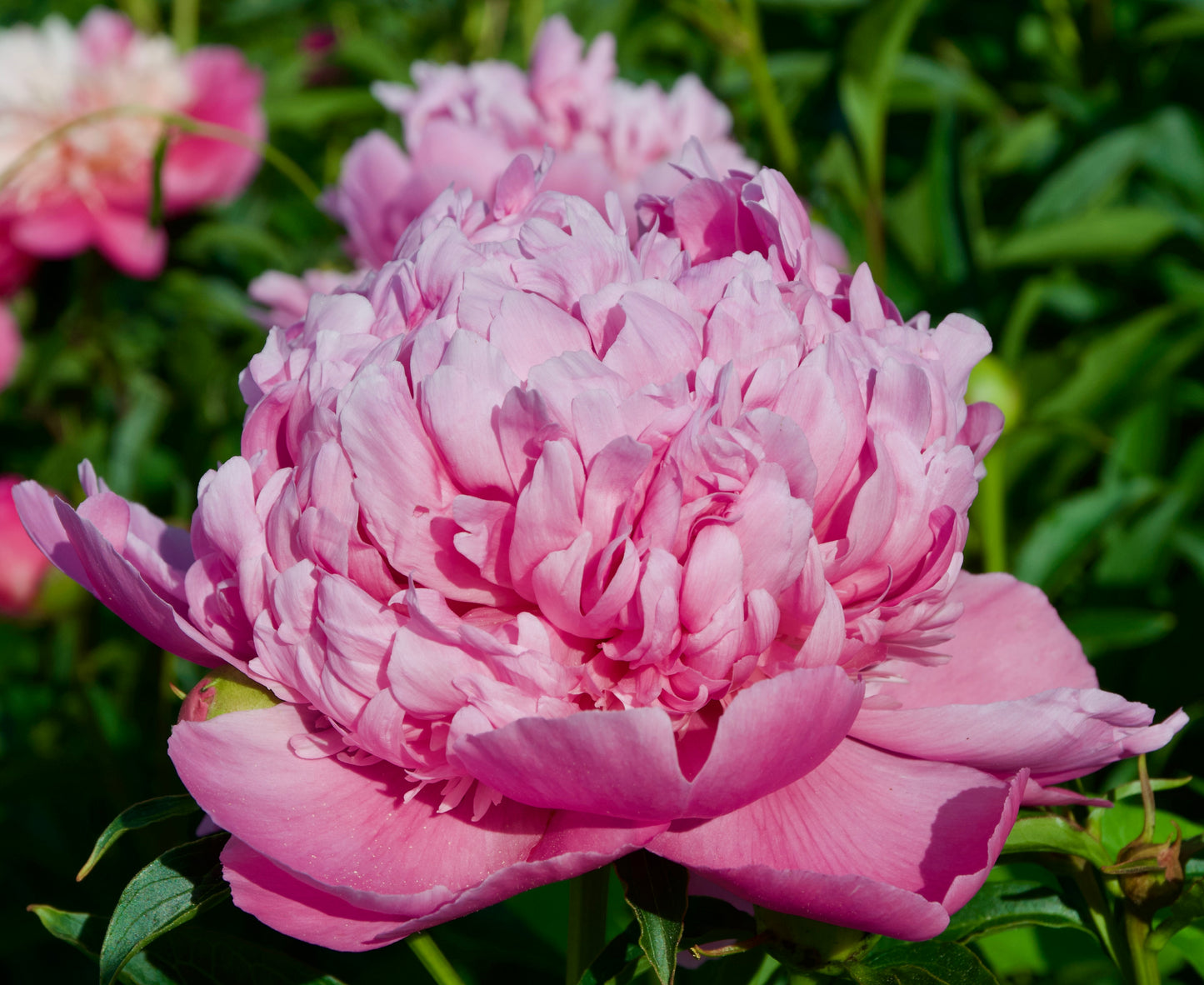 Paeonia lactiflora 'Monsieur Jules Elie'