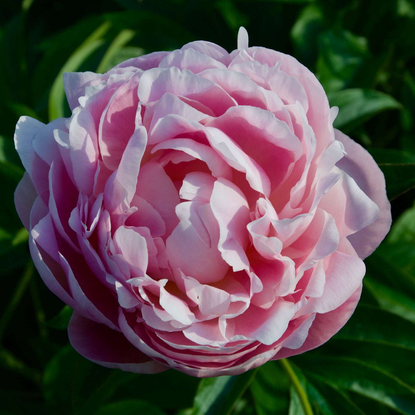 Paeonia lactiflora 'Moon River'