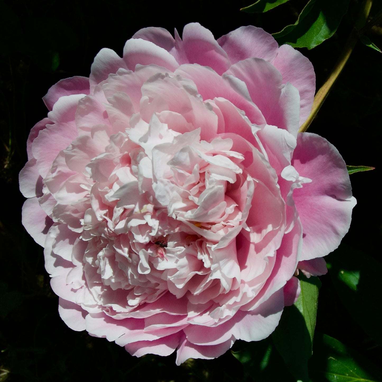 Paeonia lactiflora 'Morning Kiss'