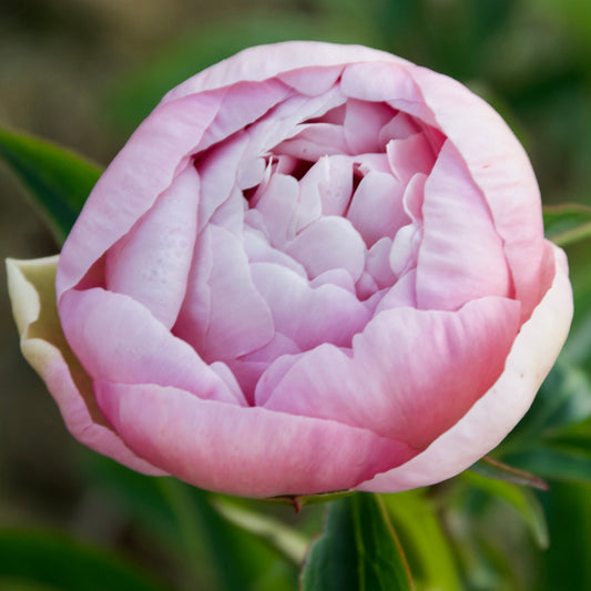 Paeonia lactiflora 'Mrs. Franklin D. Roosevelt