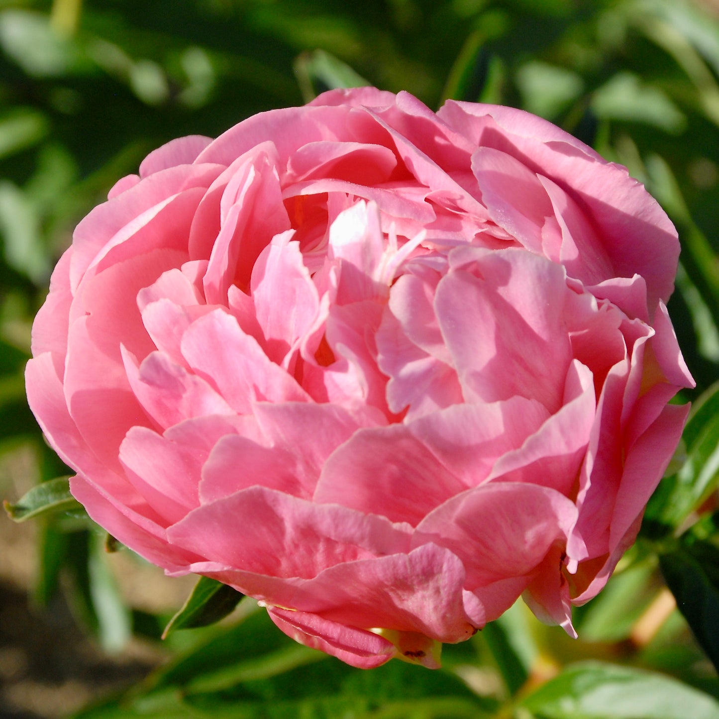 Paeonia lactiflora 'Pink Hawaiian Coral'