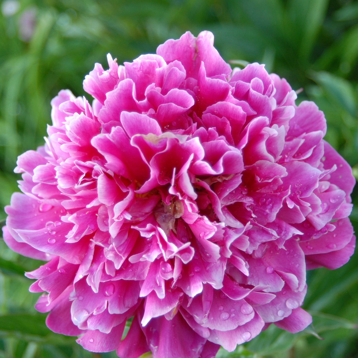 Paeonia lactiflora 'Pink Parfait'