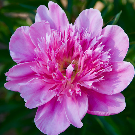 Paeonia lactiflora  'Prarie Afire'