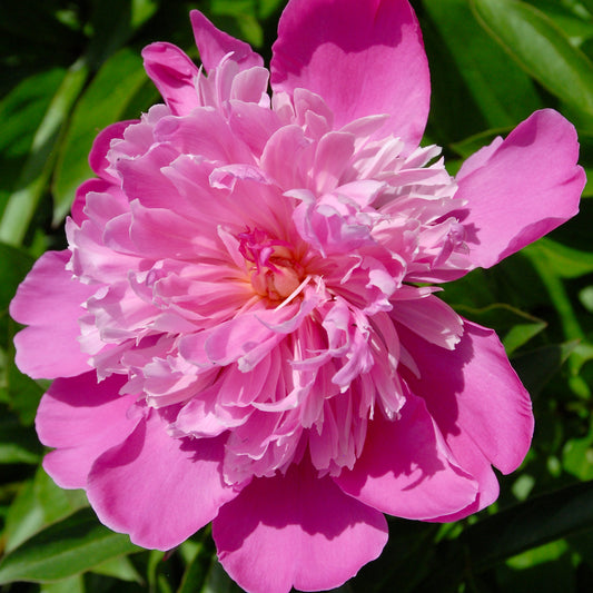 Paeonia lactiflora  'Queen of Sheba'