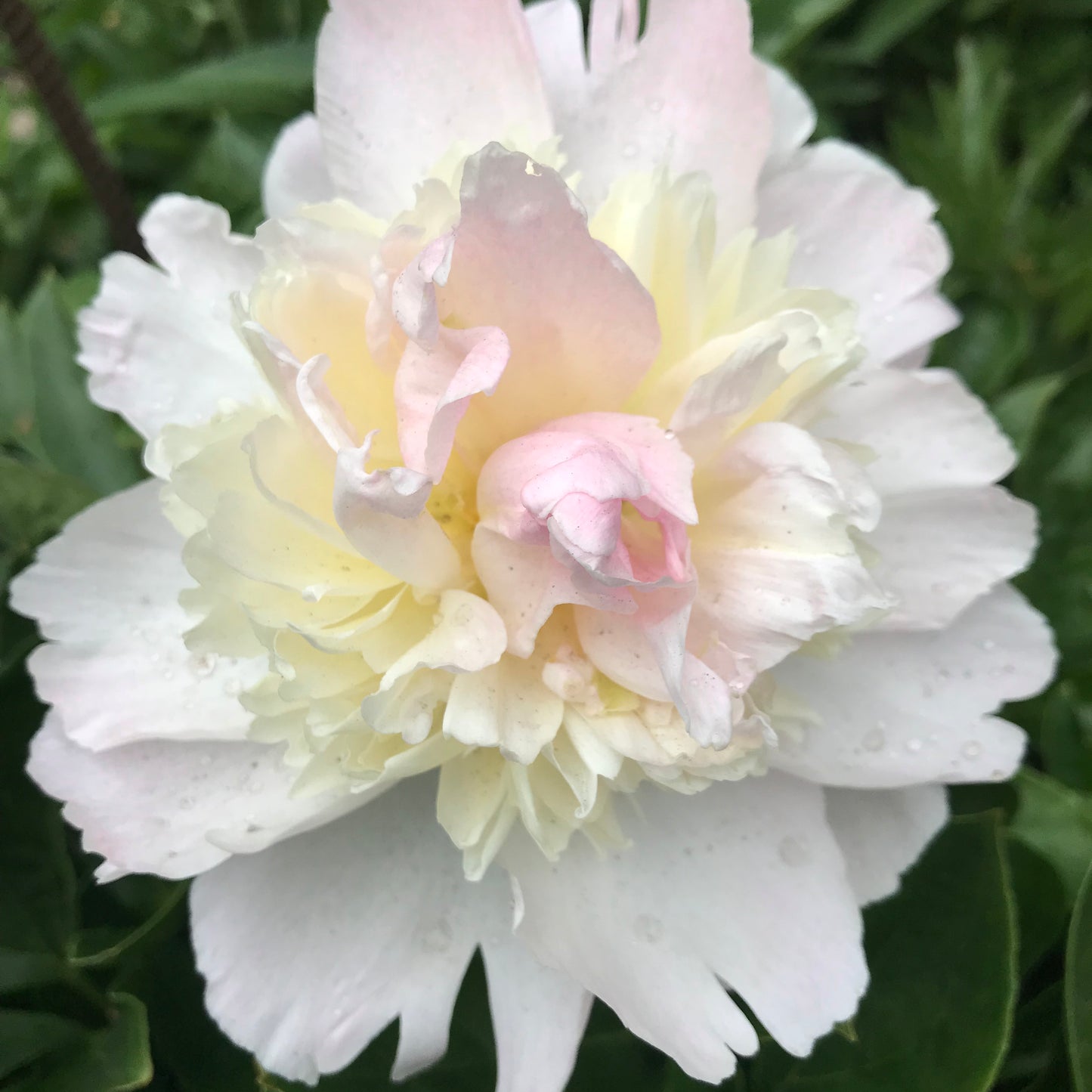 Paeonia lactiflora 'Raspberry Sundae'
