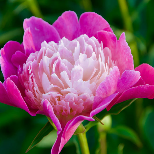 Paeonia lactiflora  'Santa Fe'