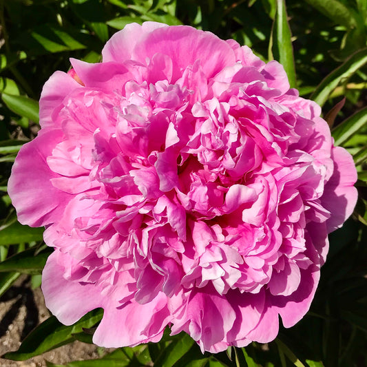 Paeonia lactiflora 'Sebastian Maas'
