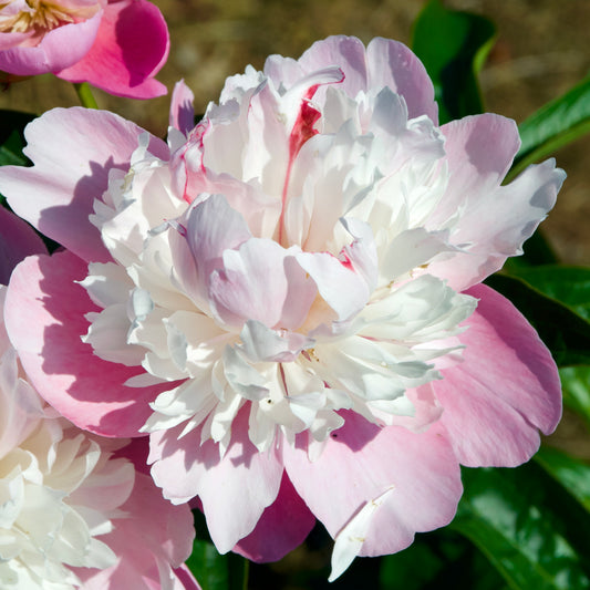 Paeonia lactiflora 'Sorbet'