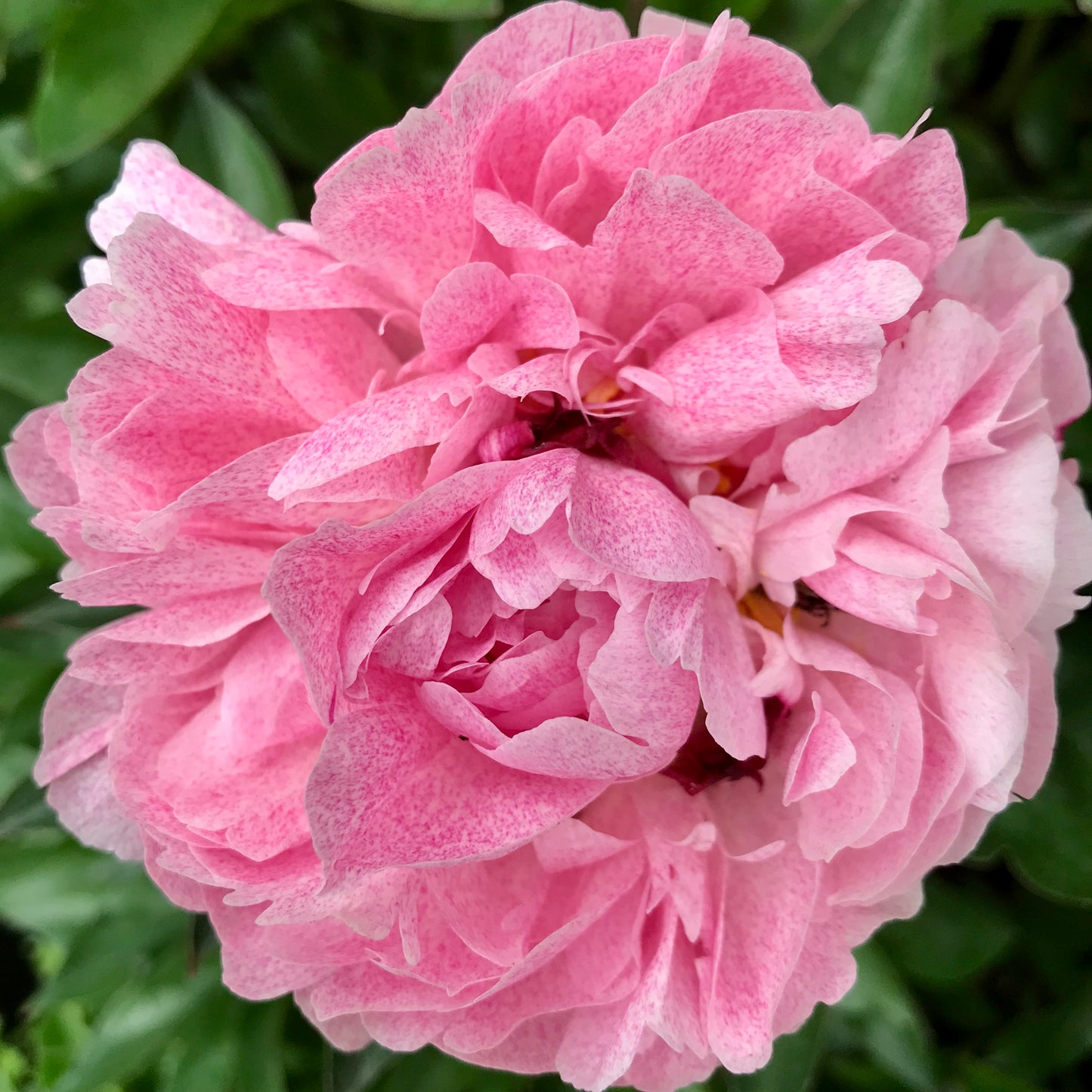 Paeonia lactiflora 'The Fawn