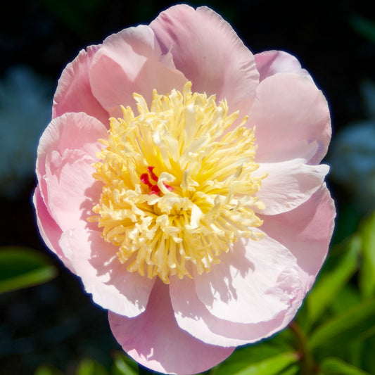 Paeonia lactiflora  'Westerner'