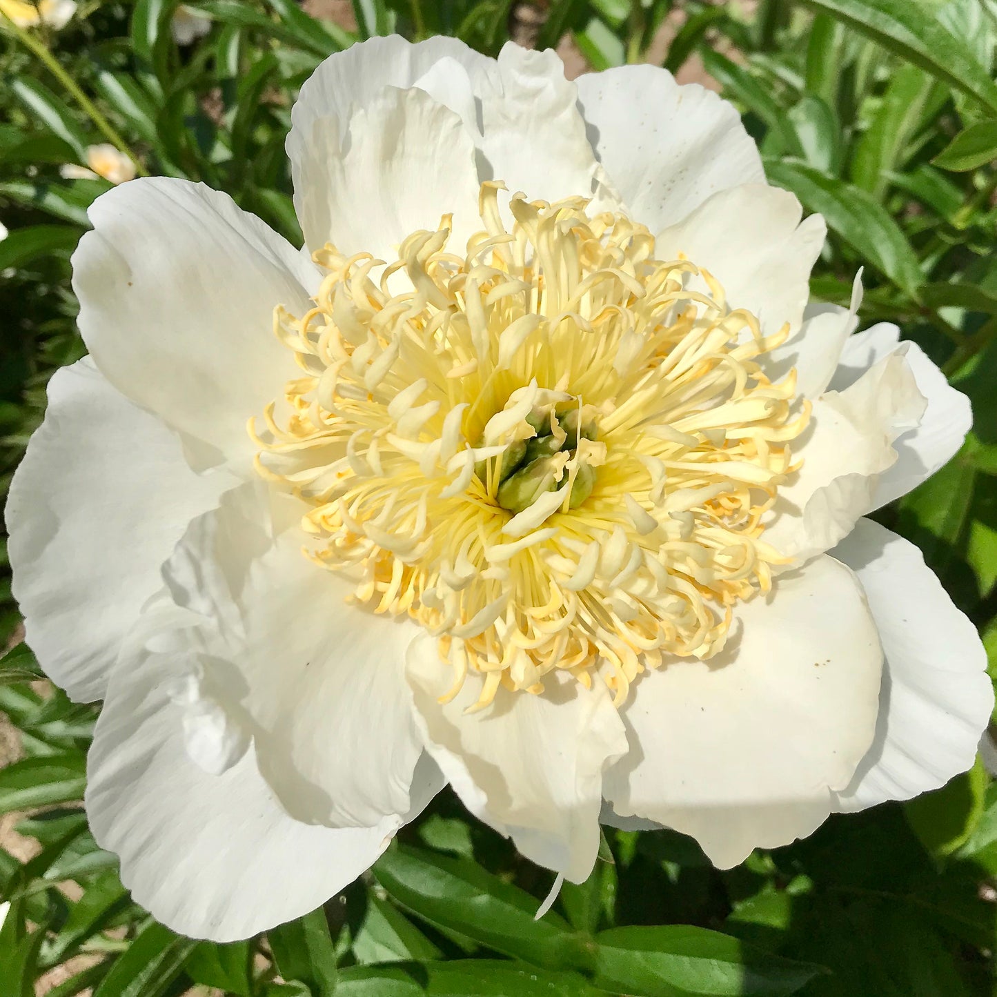 Paeonia lactiflora 'Bu-Te-white'