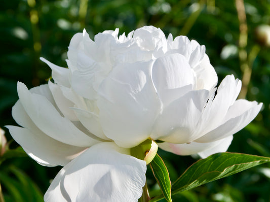 Paeonia lactiflora 'Dr. F.G. Brethour'