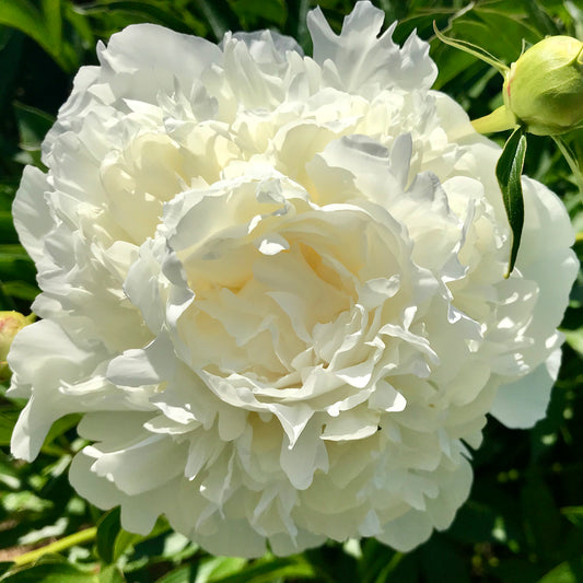 Paeonia lactiflora 'Duchess De Nemours'