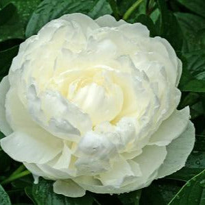 White peony flower with green leaves on a rainy day