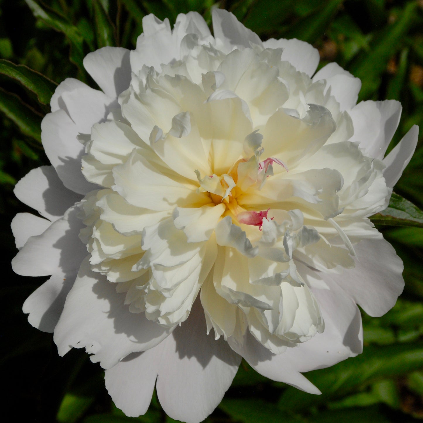 Paeonia lactiflora 'Festiva Maxima'