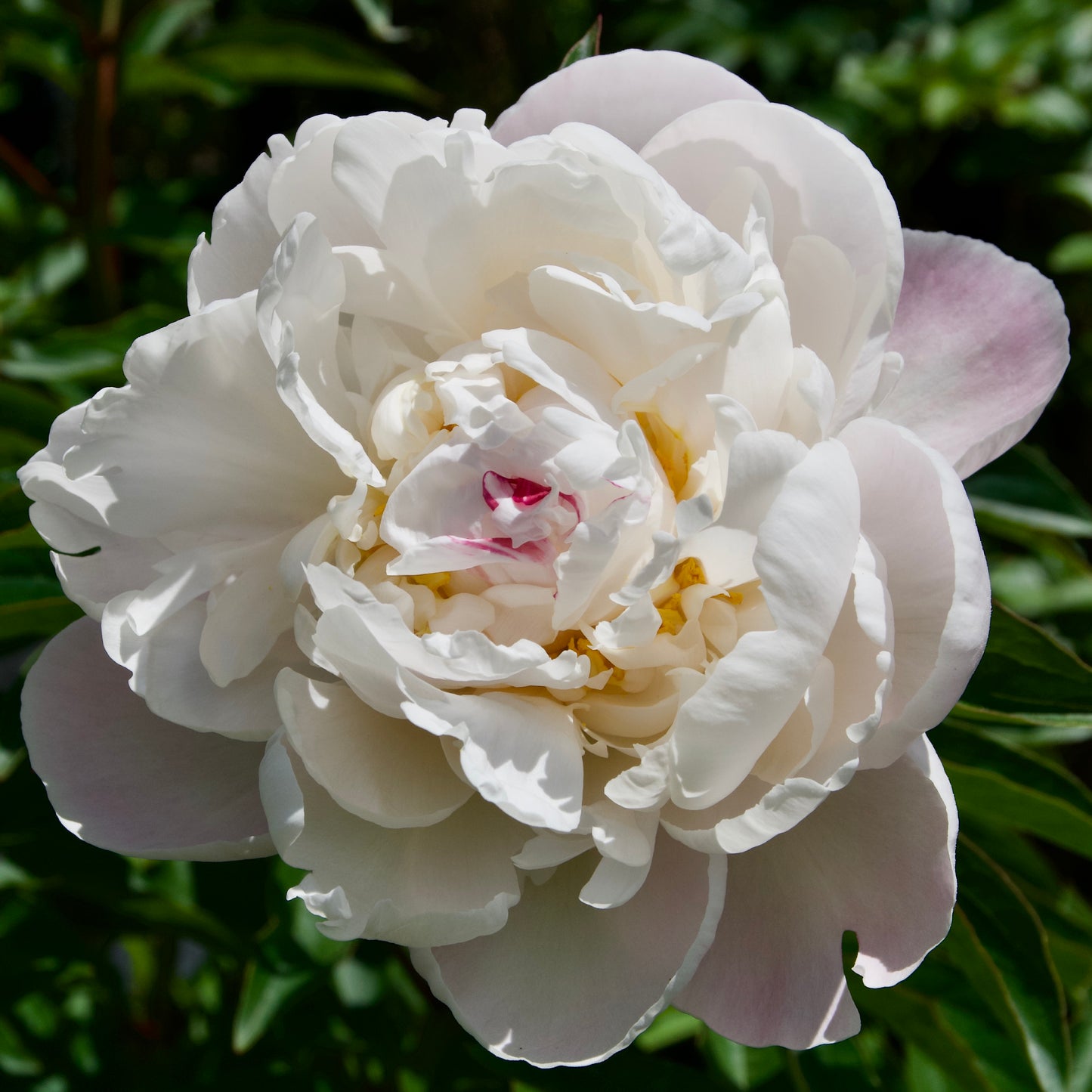 Paeonia lactiflora 'Gardenia'
