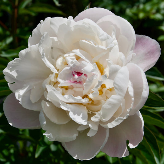 Paeonia lactiflora 'Gardenia'