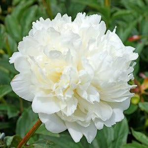 White peony flower with green leaves in the background