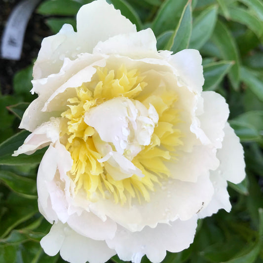 Paeonia lactiflora 'Honey Gold'