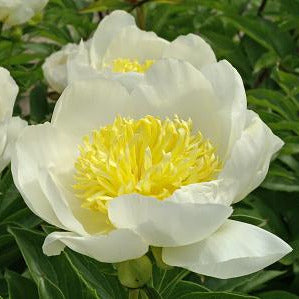 White flowers with yellow centers on a green leafy background