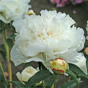 Close-up of a white peony flower with green leaves and a blurred background