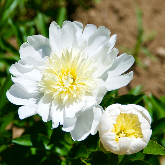 Paeonia lactiflora  'Lemon Queen'